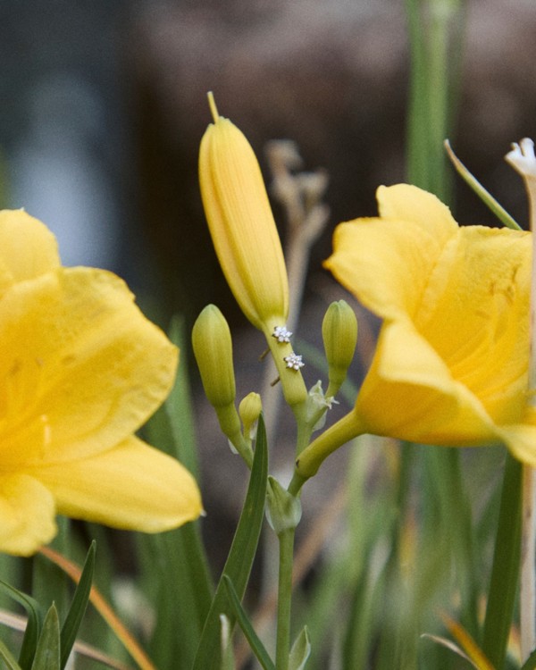 Mini-Ohrringe mit Diamantrosette in Roségold | LECARRE 2
