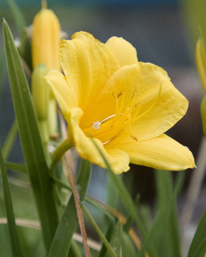 Goldring mit Mini-Rosette und Diamanten | LECARRE