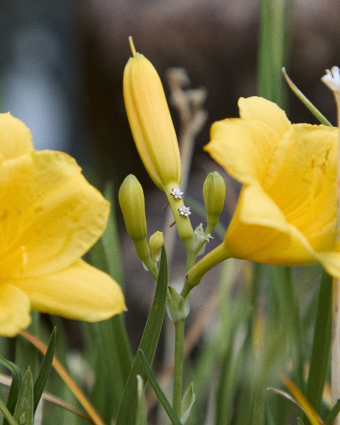 Mini rosettörhängen i guld och diamanter | LECARRE